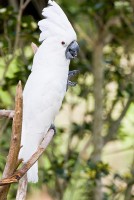 Umbrella Cockatoo (Cacatua alba) (captive)